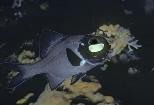 VT-8811 Flashlight Fish - These fish have a symbiotic bacterium that produces the light as a by product of metabolism