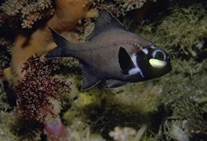 VT-8812 Flashlight fish - These fish have a symbiotic bacterium that produces the light as a by product of metabolism