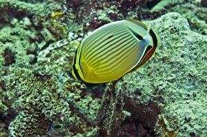 VT-8869 Oval / redfin butterflyfish - A coral polyp feeder often seen in pairs