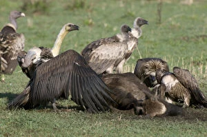 Vultures eating Wildebeest, Masai Mara National