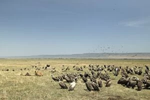 Vultures - group gathered around Lion (Panthera