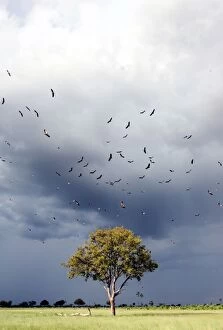 Vultures - above Leadwood Tree