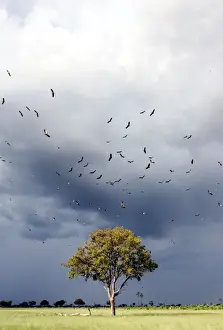 Vultures - Above Leadwood Tree Hwange National Park, Zimbabwe, Africa