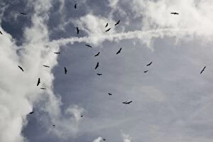 Vultures spiralling high on thermals