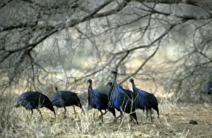 Guineafowl Prints: Vulturine Guineafowl