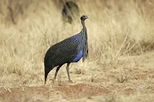 Vulturine Guineafowl. Samburu National Park - Kenya - Africa