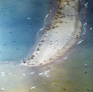 VVPP-6 Caspian Seals - colony on beach of Caspian Sea
