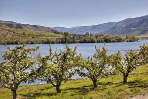 Bloom Gallery: WA, Chelan County, orchard along the Columbia