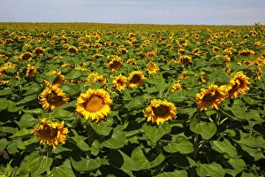 Bloom Gallery: WA, Kittitas County, Sunflower Field