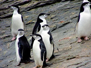 A waddle (group) of Chinstrap Penguins (Pygoscelis)