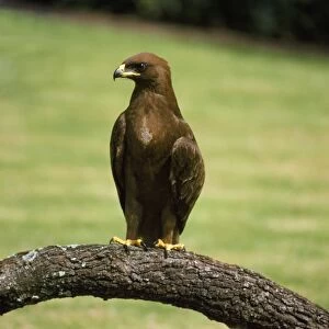 Images Dated 17th September 2009: Wahlberg's Eagle