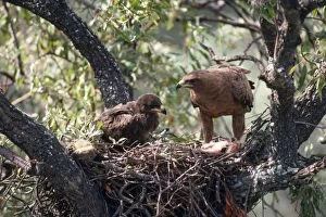 Wahlbergs Eagle - at nest with chick
