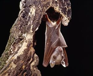 Images Dated 13th December 2011: Wahlberg's Epauletted Fruit Bat