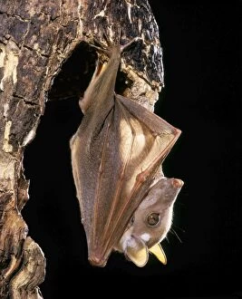 Images Dated 9th August 2007: Wahlberg's Epauletted Fruit Bat dist: Somalia to South Africa, Angola, Zaire, Cameroon