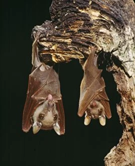 Images Dated 9th August 2007: Wahlberg's Epauletted Fruit Bat dist: Somalia to South Africa Angola, Zaire, Cameroon