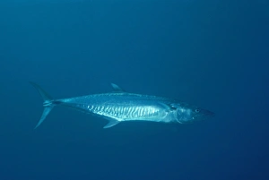 Images Dated 5th August 2008: Wahoo - top commercial fish Coral Sea, Indo Pacific