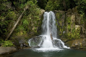 Waiau Falls - water cascading down Waiau Falls which are located amidst lush temperate Waiau Falls - water cascading down Waiau Falls which are located amidst lush temperate