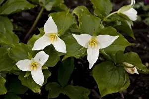 A wake-robin (Trillium ovatum), USA