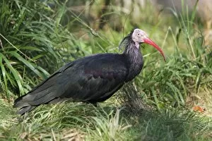 Images Dated 18th September 2008: Waldrapp / Bald Ibis - feeding on ground, distributuion