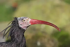 Waldrapp / Bald Ibis - portrait, distributuion - Northern and Eastern Africa, Israel, Iraq, Turkey