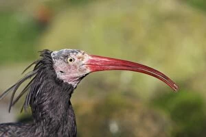 Images Dated 18th September 2008: Waldrapp / Bald Ibis - portrait, distributuion