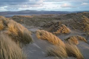 Images Dated 9th February 2007: Wales - evening light Ynyslas sand dunes