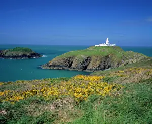 Coastline Prints: Wales - Strumble Head lighthouse & flowering gorse Pembrokshire, Wales