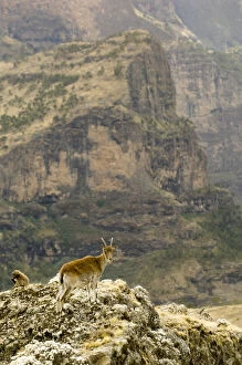 Walia ibex and a Gelada baboon stand atop