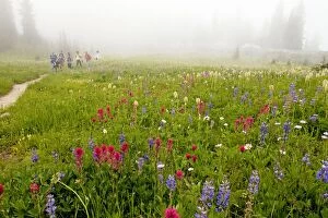 Walkers hiking through beautiful alpine wildflowers