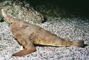 Images Dated 16th November 2005: Walking Batfish / Shortnose - sandy bottom, Gulf of Mexico