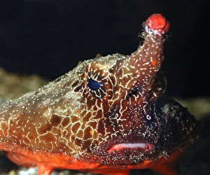Images Dated 25th November 2008: Walking Batfish / Toadfish - Caribbean and Gulf of Mexico