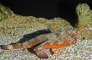 Images Dated 25th November 2008: Walking Batfish / Toadfish - Caribbean and Gulf of Mexico