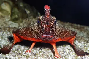 Caribbean Prints: Walking Batfish / Toadfish - Caribbean and Gulf of Mexico