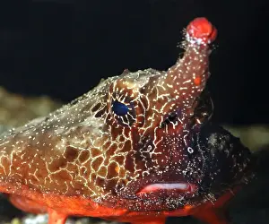 Walking Batfish / Toadfish - Caribbean and Gulf of Mexico