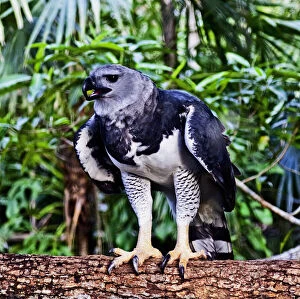 Images Dated 4th February 2014: Walking around the Belize Zoo, Harpy Eagle