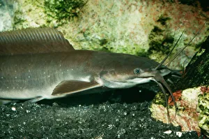 Images Dated 21st May 2004: Walking Catfish India, Burma & Sri Lanka