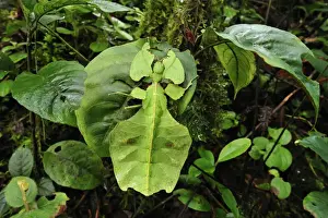 Walking Leaf / Leaf Insect - at the cloudforest - Cameron Highlands - West Malaysia. Phylliidae - Phasmida