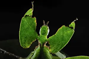 Walking Leaf / Leaf Insect - at the cloudforest - Cameron Highlands - West Malaysia. Phylliidae - Phasmida