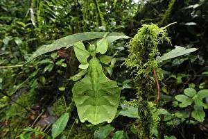 Stick Insects Prints: Walking Leaf / Leaf Insect - at the cloudforest - Cameron Highlands - West Malaysia