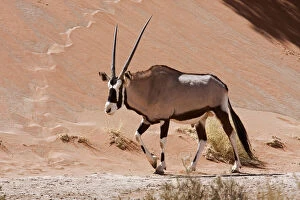 Sossusvlei Gallery: Walking male Oryx (Oryx gazella), Namib