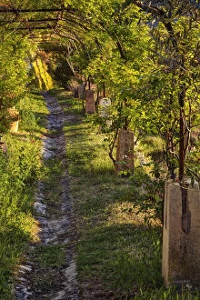 Walkway through vineyard at sunrise, Gordes