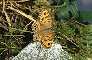 Wall Brown Butterfly