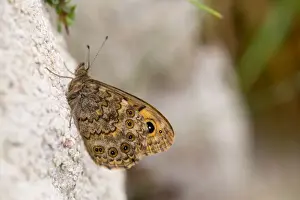 Moths And Butterflies Prints: Wall Brown Butterfly - UK