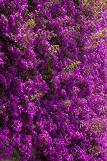 Blossoming Gallery: Wall of colorful purple flowers in Positano
