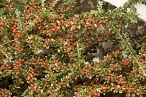 Wall cotoneaster in fruit
