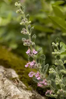 Naturalised Prints: Wall germander (Teucrium chamaedrys); very rare in UK, also naturalised