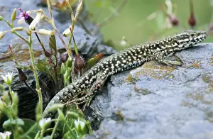 Wall lizard - France