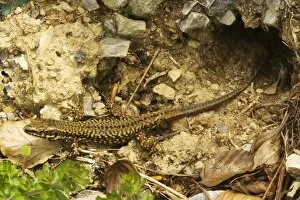 Wall Lizard - north italian form, emerging cautiously from burrow