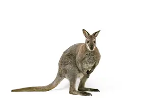 Wallabies Prints: Wallaby TEA 117 © Andy Teare / ardea. com
