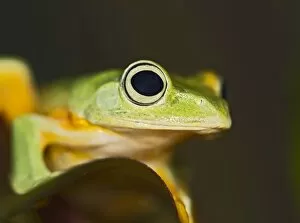 Images Dated 22nd December 2011: Wallaces Tree Frog / Flying Frog - close up - controlled conditions 15281